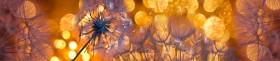 Кухонный фартук Мерцание Одуванчики золотистые 3 серебро в Краснодаре - krasnodar.katalogmebeli.com | фото